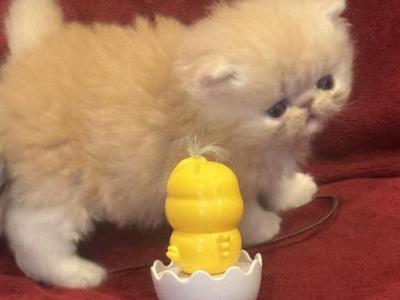 Ch Pursnickity Roseannarosannadana - Persian - Gallery Photo #1