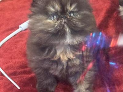 CH PkCatilac Graceland Of Elviskitkat - Persian - Gallery Photo #1