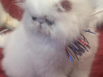 CH RW PkCatilac Prriscilla Of Elvis KItkat - Persian - Gallery Photo #1