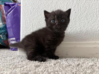Velvet Munchkin Chocolate Pie - Munchkin - Gallery Photo #1