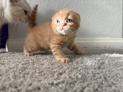 Maple Munchkin Gene Boy - Scottish Fold - Gallery Photo #1