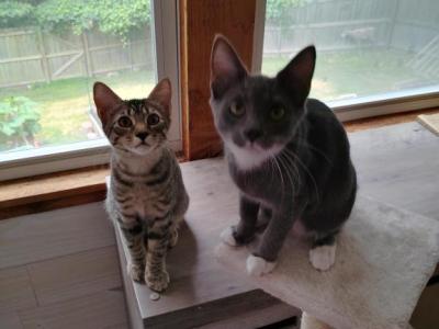 Luna & Roscoe - Domestic - Gallery Photo #1