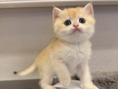 Elara NY12 - British Shorthair - Gallery Photo #1