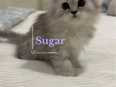 Diamond Dollz Sugar - Persian - Gallery Photo #1