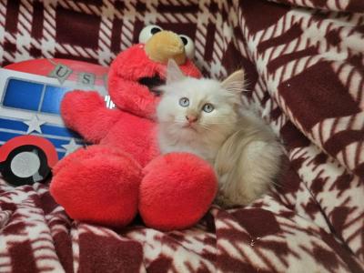 Flame Point Balinese Male - Siamese - Gallery Photo #1