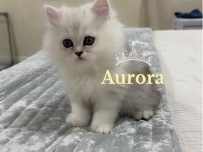 Diamond Dollz Aurora - Persian - Gallery Photo #1
