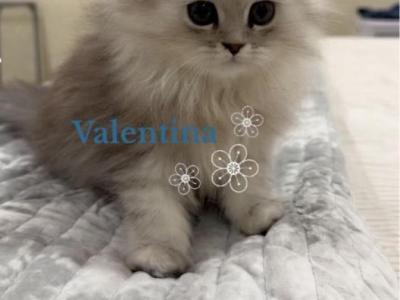 Diamond Dollz Valentina - Persian - Gallery Photo #1