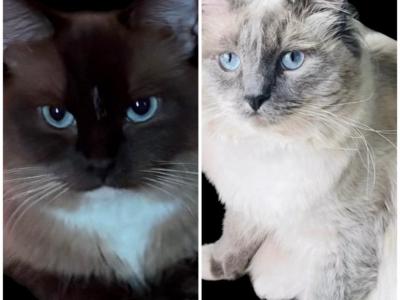 Mink Cherubim Ragdolls Kats Ravishing Ragdolls - Ragdoll - Gallery Photo #1
