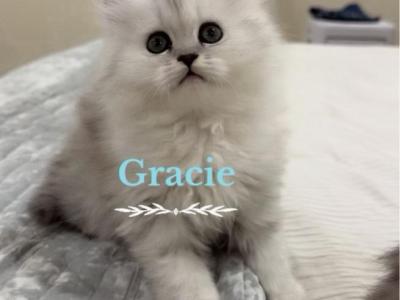 Diamond Dollz Gracie - Persian - Gallery Photo #1