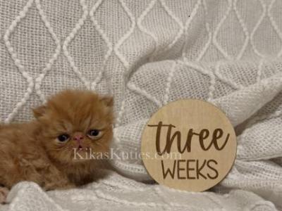 Arthur - Persian - Gallery Photo #1