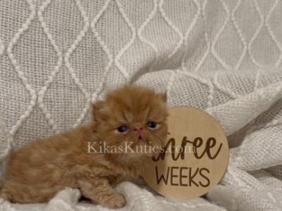 Allen - Persian - Gallery Photo #1