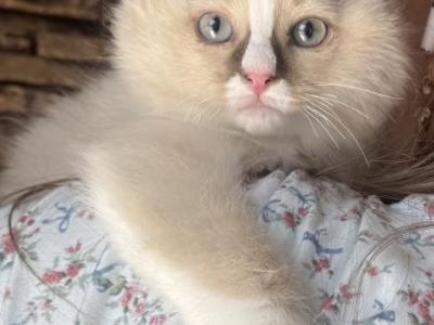 Female Ragdoll Kitten - Ragdoll - Gallery Photo #1