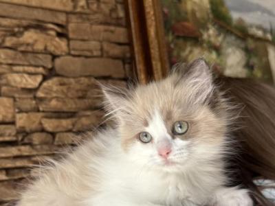 Female Kitty - Ragdoll - Gallery Photo #1