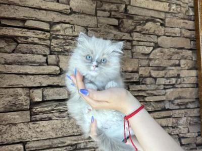Female Ragdoll Kitty - Ragdoll - Gallery Photo #1
