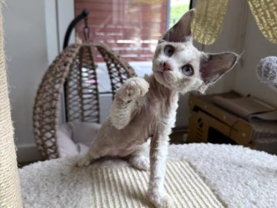 Charlie - Devon Rex - Gallery Photo #1