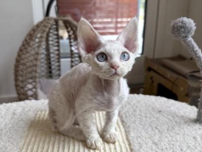 Mei Mei - Devon Rex - Gallery Photo #1