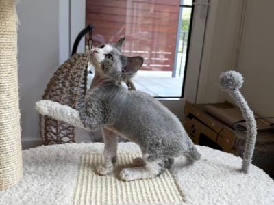 Prince - Devon Rex - Gallery Photo #1