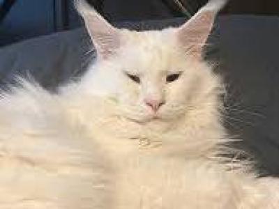 Tuffles - Maine Coon - Gallery Photo #1