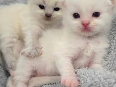 Annie's Litter - Ragdoll - Gallery Photo #1