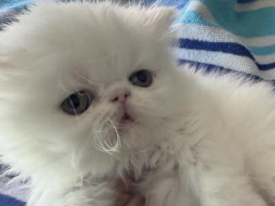 Persian Female Solid White - Persian - Gallery Photo #1