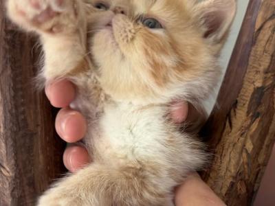 Exotic Red And White Shorthair - Exotic - Gallery Photo #1