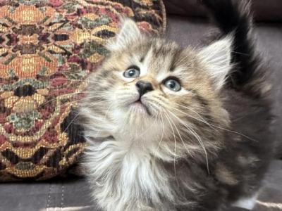 Skye - Siberian - Gallery Photo #1