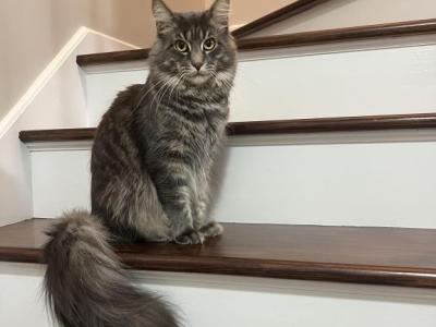 Charlie - Maine Coon - Gallery Photo #1
