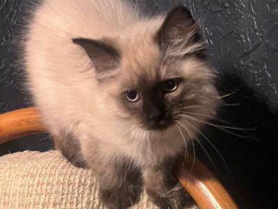 Teddy - Ragdoll - Gallery Photo #1