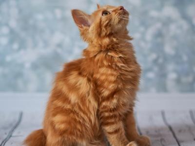 Max - American Bobtail - Gallery Photo #1