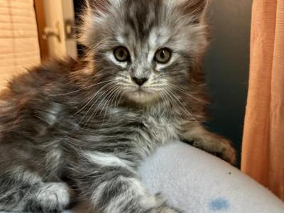 1 Silver Tabby Female Left Available Now - Maine Coon - Gallery Photo #1