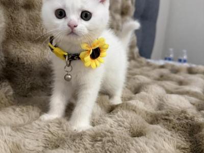 Snow - Scottish Fold - Gallery Photo #1
