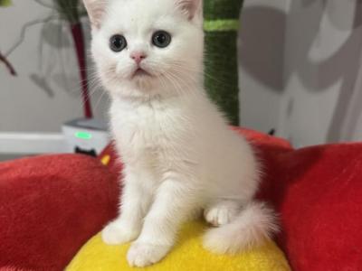Alaska - Scottish Fold - Gallery Photo #1