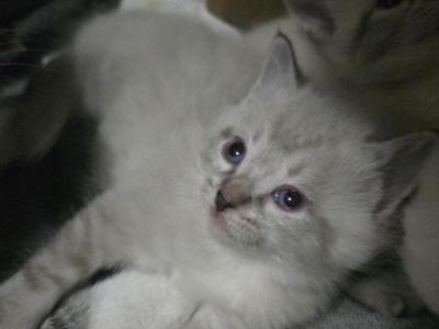 Adorable Siamese Lynx Pointed And Snow Shoe Kitten - Siamese - Gallery Photo #1