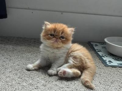 Scarletts Litter - Persian - Gallery Photo #1