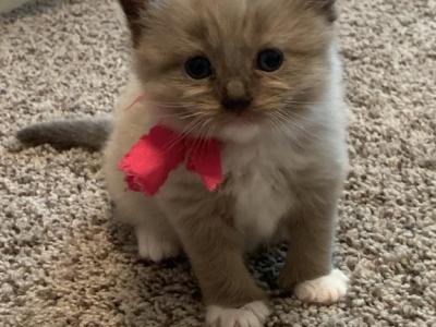 Seal Mink Female Mitted 1 - Ragdoll - Gallery Photo #1