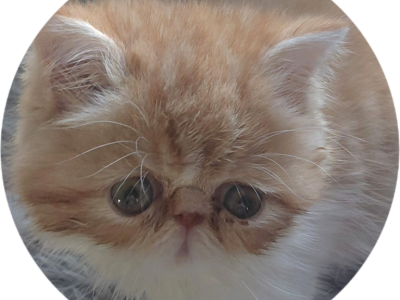 Creamsicle - Persian - Gallery Photo #1