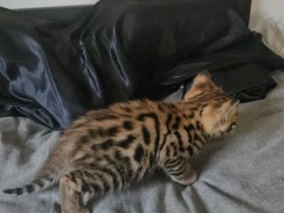F3 Savannah Kittens - Savannah - Gallery Photo #1