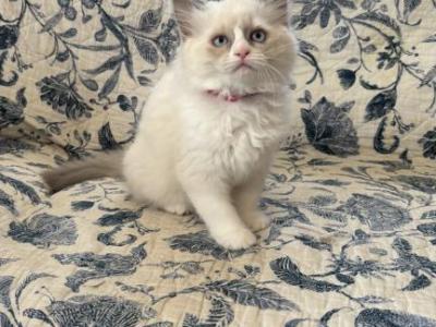 Flora  Available Now - Ragdoll - Gallery Photo #1
