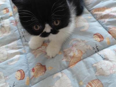 Tuxedo Man - Persian - Gallery Photo #1