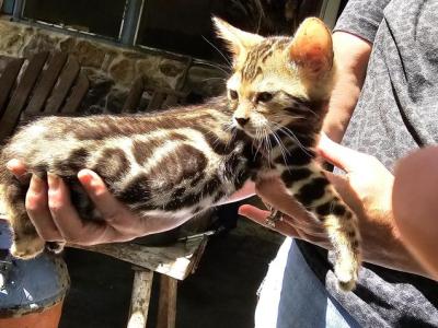Winstorm - Bengal - Gallery Photo #1