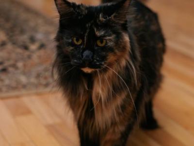 Matilda - Maine Coon - Gallery Photo #1