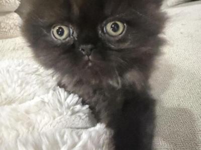 Diamond Dollz Oreo - Persian - Gallery Photo #1