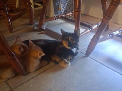 Tabby Boys - Abyssinian - Gallery Photo #1