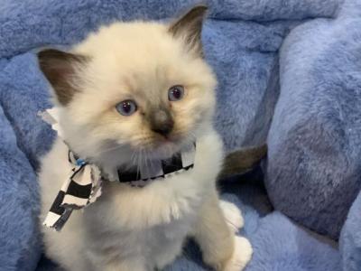 Seal Point Mitted 1 - Ragdoll - Gallery Photo #1
