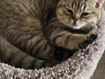 Tiger - British Shorthair - Gallery Photo #1