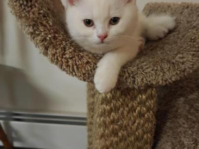 Sunny - British Shorthair - Gallery Photo #1
