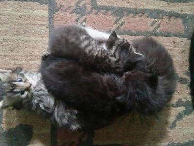 GG - Maine Coon - Gallery Photo #1