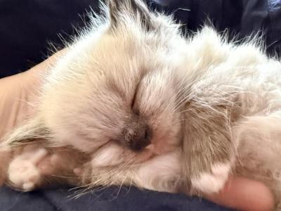 Baby Male - Ragdoll - Gallery Photo #1