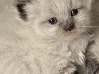 Baby Male2 - Ragdoll - Gallery Photo #1