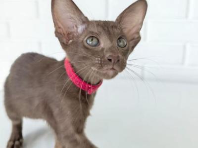 Oriental Shorthair Female Red Collar - Oriental - Gallery Photo #1